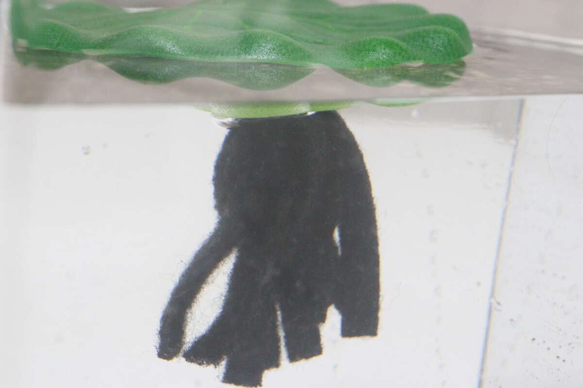 ダイソーの水槽用