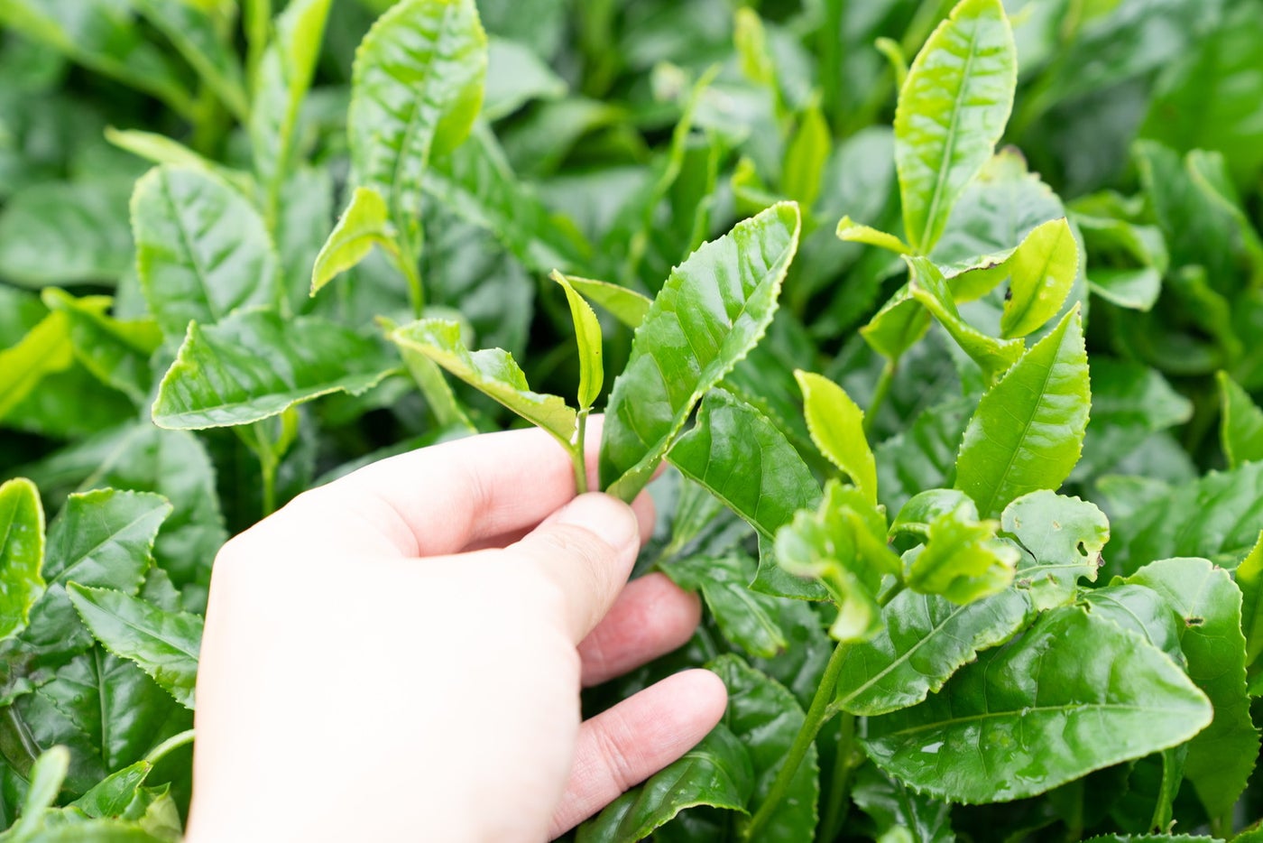 循環型農業で育てた有機無農薬の薩摩知覧碾茶（てんちゃ）／提供画像