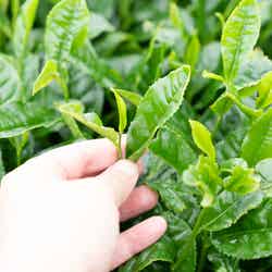 循環型農業で育てた有機無農薬の薩摩知覧碾茶(てんちゃ)/提供画像