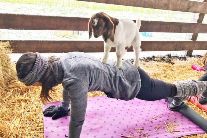 ヤギと触れ合いながらヨガ(Goat Yogaサイトより)