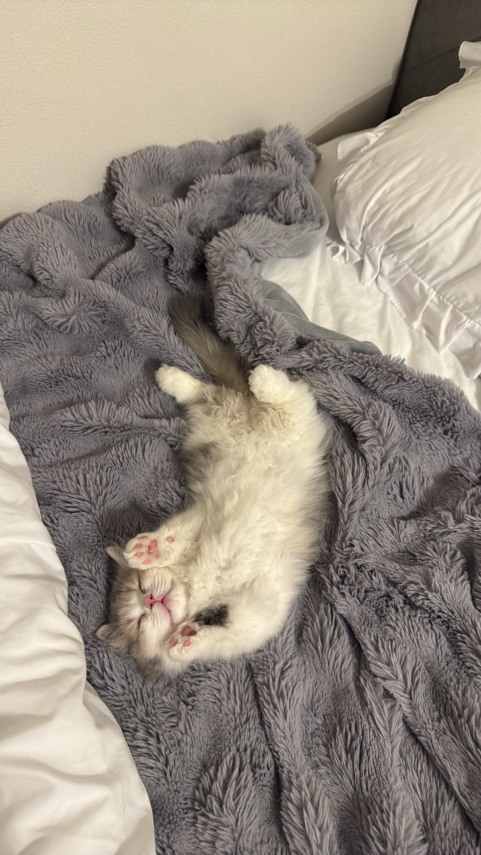 ひかり「Club蓮 上野」の愛猫（提供写真）