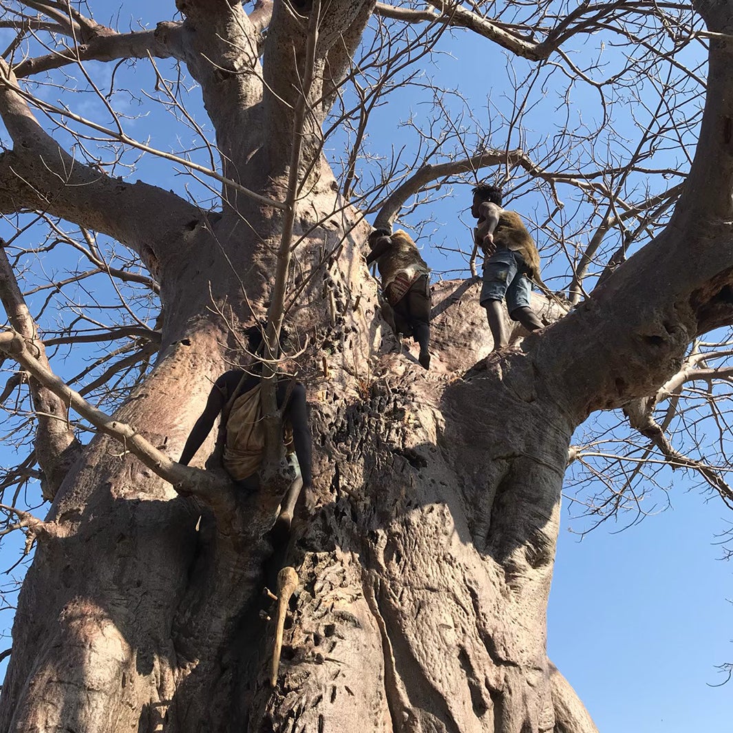 「所さんの目がテン！」アフリカ大陸タンザニア大型ロケの様子（C）日本テレビ