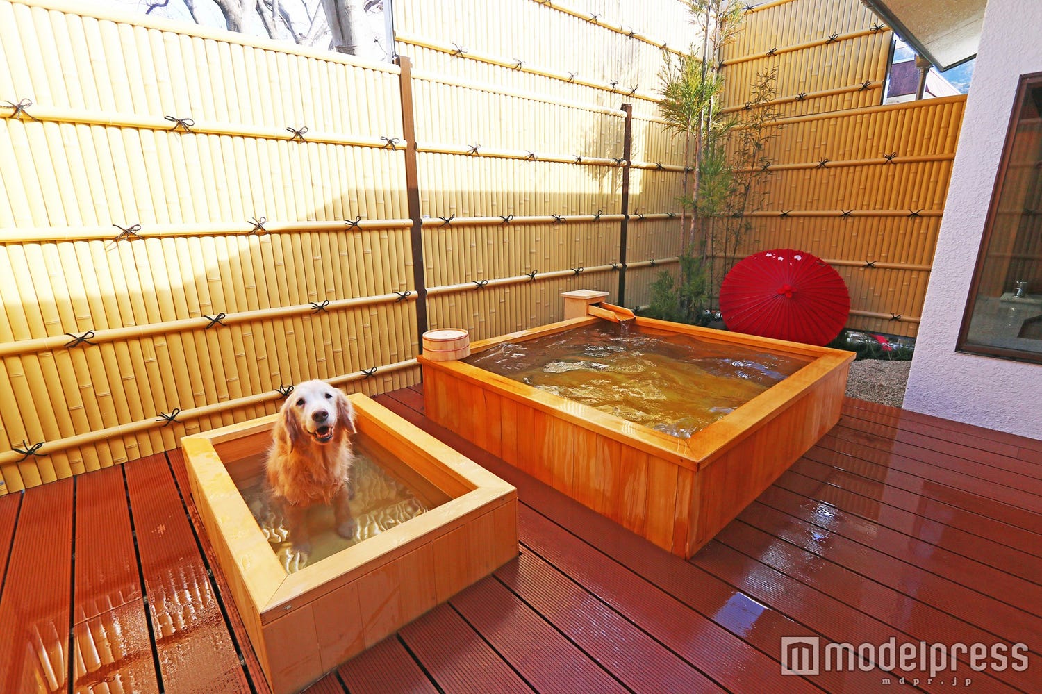 愛犬と泊まれる関東近郊の温泉宿5選