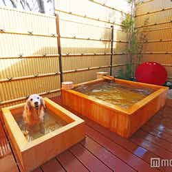 「鬼怒川 絆」の愛犬用露天風呂（手前）／画像提供：ベリークルーズ