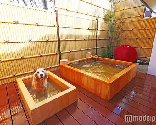 愛犬と泊まれる関東近郊の温泉宿5選
