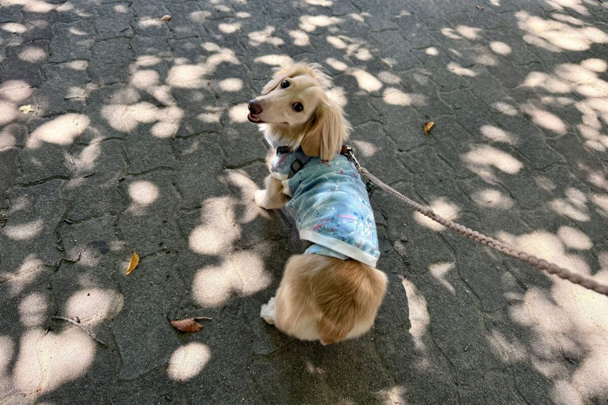 ダックスフンドのマロンくん