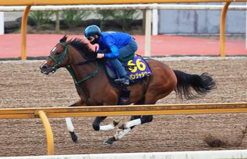 【安田記念】パンジャタワー 得意舞台で再びG1獲りだ 橋口師も自信「十分動けていた。言うことない」