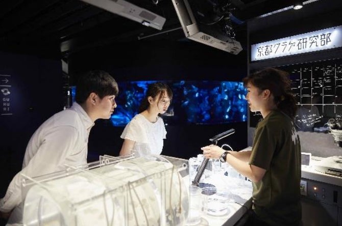 京都クラゲ研究部／画像提供：京都水族館