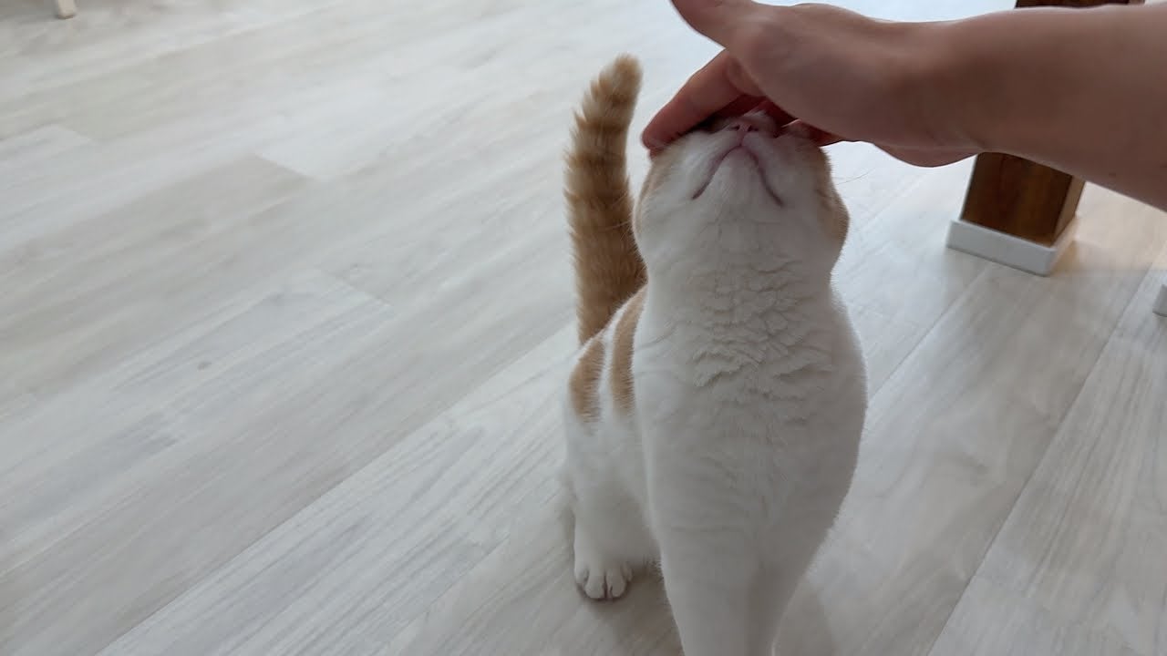少し離れていただけで数年ぶりの再会！？のような反応をする猫が可愛すぎる