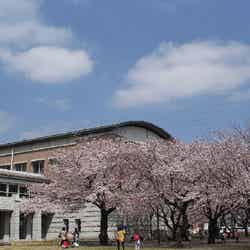 綾瀬市/市役所中庭(桜)