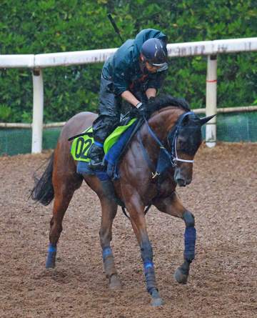 【新馬戦】ジーティーサクラ 強みは持久力 阿部助手は好感触「操縦性があり初戦からやれそう」