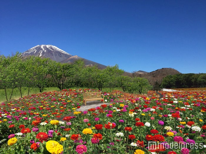 富士山 色鮮やかな花畑の絶景を楽しむ新スポットが誕生 女子旅プレス