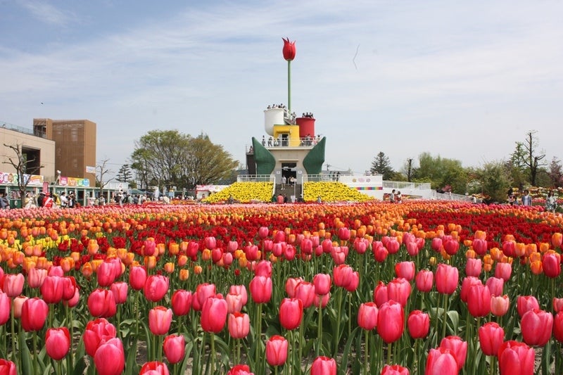 となみチューリップフェア／画像提供：富山県 観光振興室