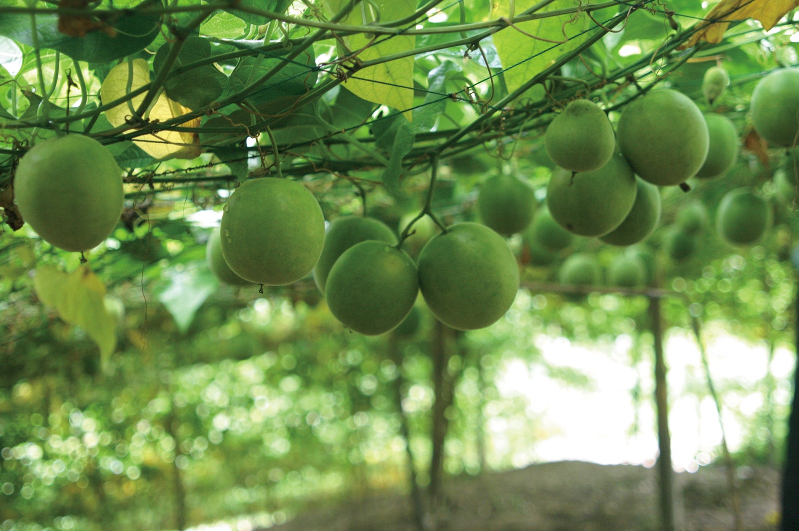 羅漢果（画像提供：セブン＆アイ出版）