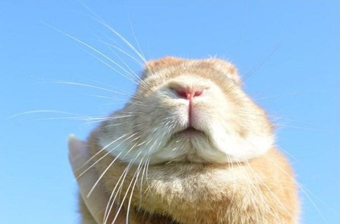 ケツ派orハナ派 あなたはどっち うさぎの写真を集めた癒しの展示会 女子旅プレス ケツ派orハナ派 あなたはどっち うさぎの写真を集めた癒しの展示会 女子旅プレス