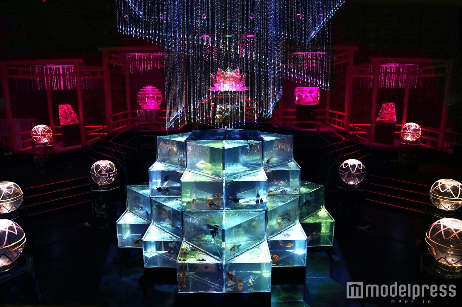 「アートアクアリウム」東京・大阪・金沢の3都市で開催 金魚8000匹舞う幻想空間