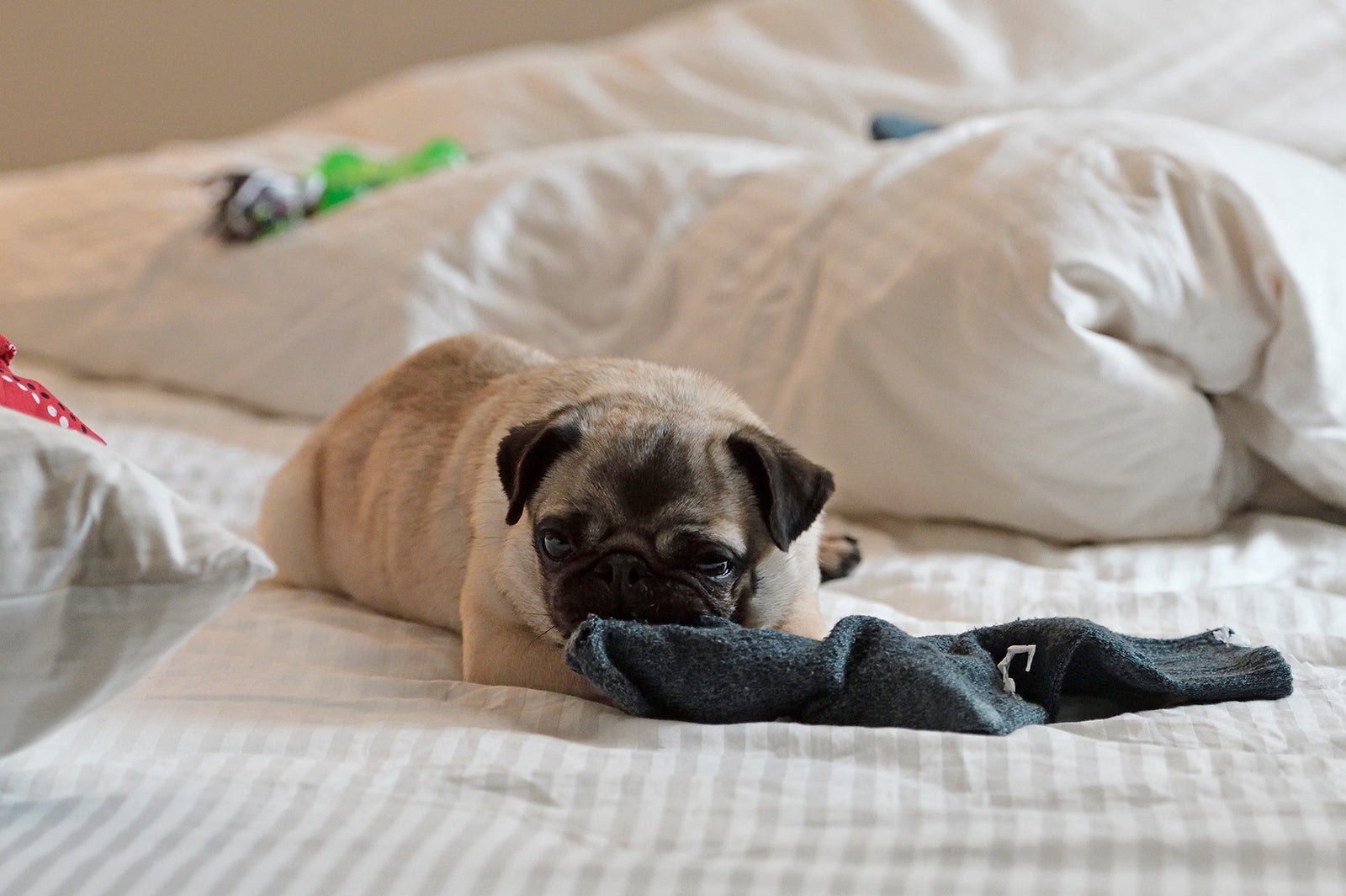 パグ （C）テレビ朝日