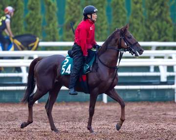 【新馬戦】クラルテロワ 伯母にレイパパレ、仕上がり順調 松永幹師「性格が素直。ここまでは順調で特に困ったことがない」