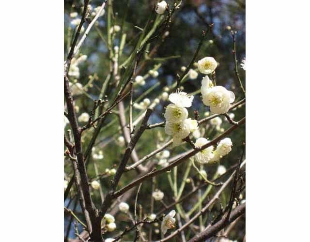 花弁を支える萼(がく)の部分が黄緑色の「緑萼梅(りょくがくばい)」