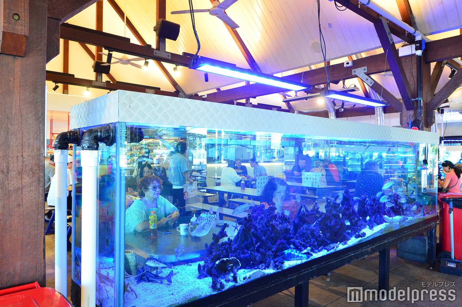 シセレロス（C）モデルプレス