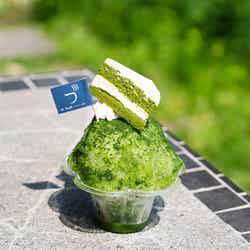 スペシャル抹茶ティラミス氷900円/提供画像