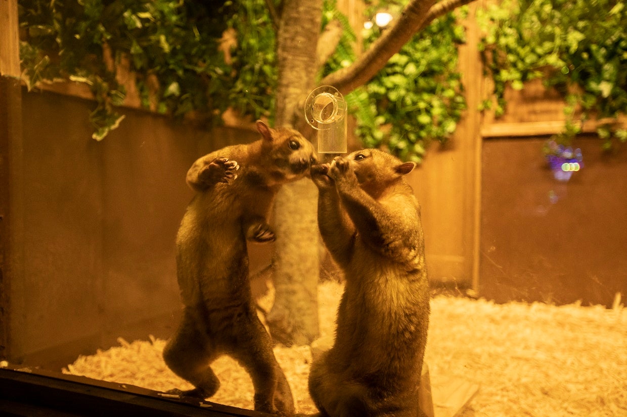 イルミdeZOO／画像提供：伊豆シャボテン公園