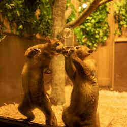 イルミdeZOO/画像提供:伊豆シャボテン公園