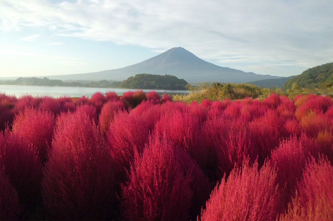 10月中旬～下旬には、ほうき草とも呼ばれる「コキア」が、緑から紅に染まる季節（提供画像）