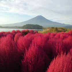 10月中旬～下旬には、ほうき草とも呼ばれる「コキア」が、緑から紅に染まる季節（提供画像）