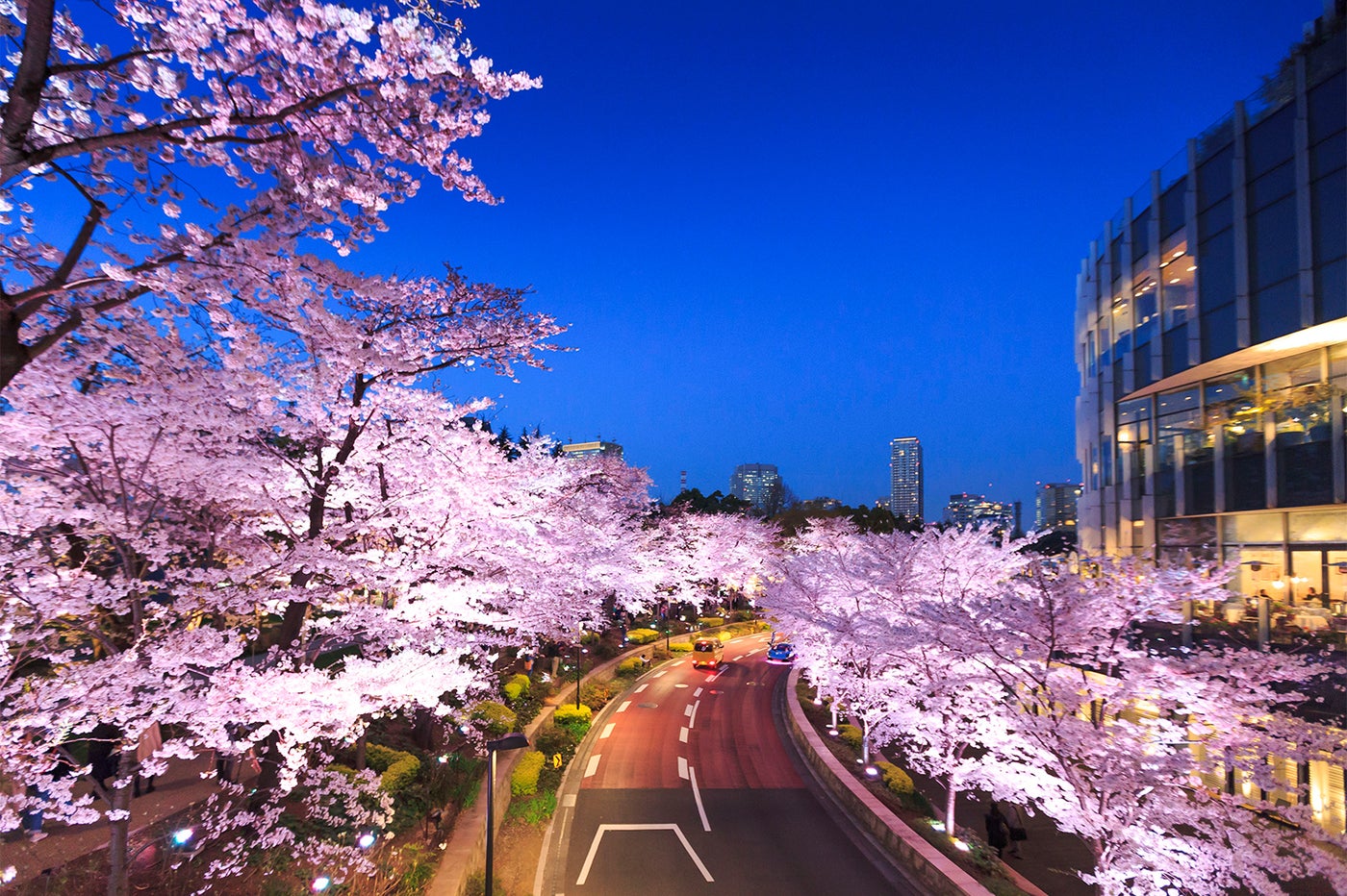 桜ライトアップで約200mのさくら通りが幻想的な空間に／画像提供：東京ミッドタウンマネジメント