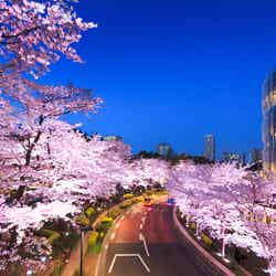 桜ライトアップで約200mのさくら通りが幻想的な空間に/画像提供:東京ミッドタウンマネジメント