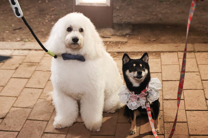 「初恋DOGs」第4話(C)TBS