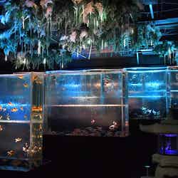 金魚と幻想の銀世界/提供画像