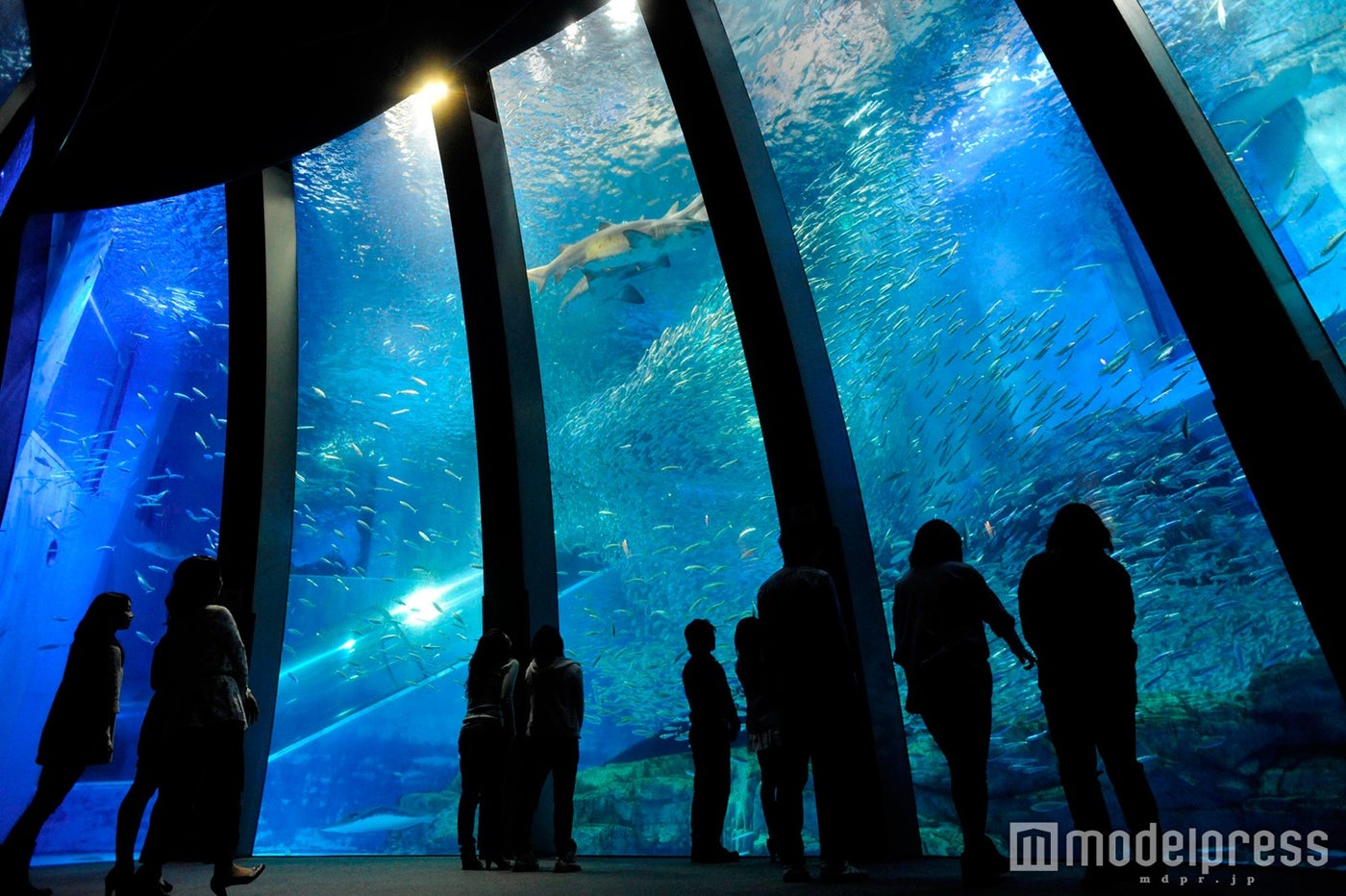 群れと輝きの魚たち／画像提供：横浜八景島