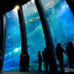 群れと輝きの魚たち／画像提供：横浜八景島