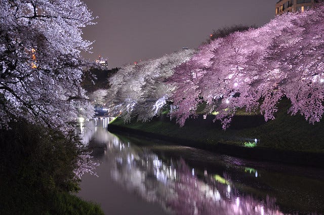 桜のトンネルでお花見デート 春の絶景「千鳥ヶ淵」の夜桜が美しすぎる