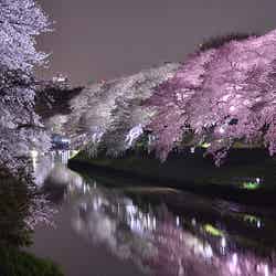 桜のトンネルをのんびりお散歩　春の絶景「千鳥ヶ淵」が美しすぎる／Chidoriga-fuchi Night Sakura 千鳥ヶ淵 by Marufish