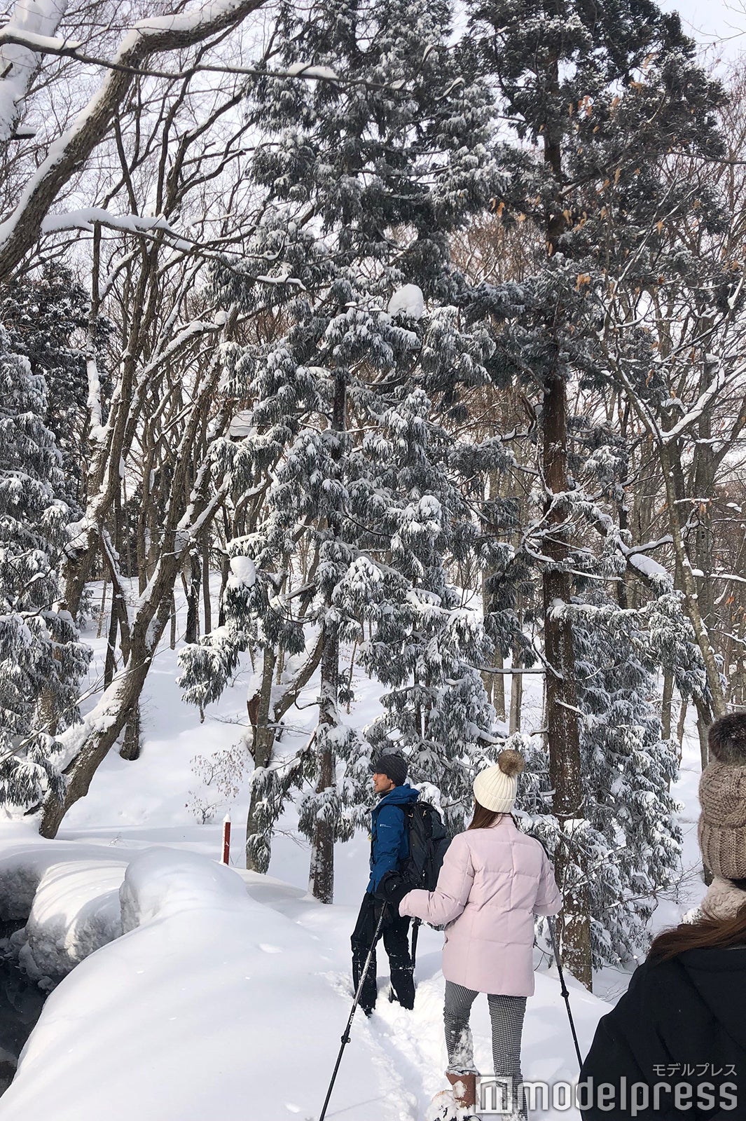 蔦沼の森（C）モデルプレス