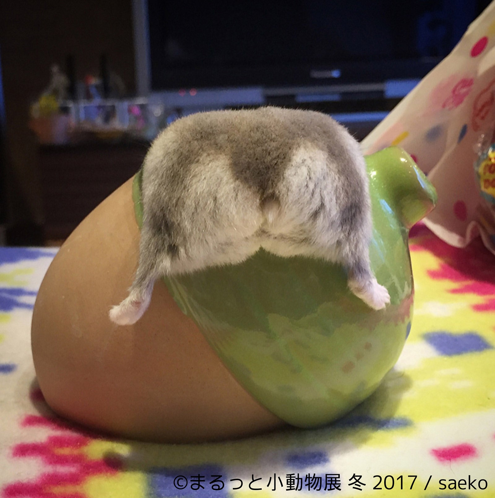 「まるっと小動物展 冬 2017」／画像提供：株式会社BACON
