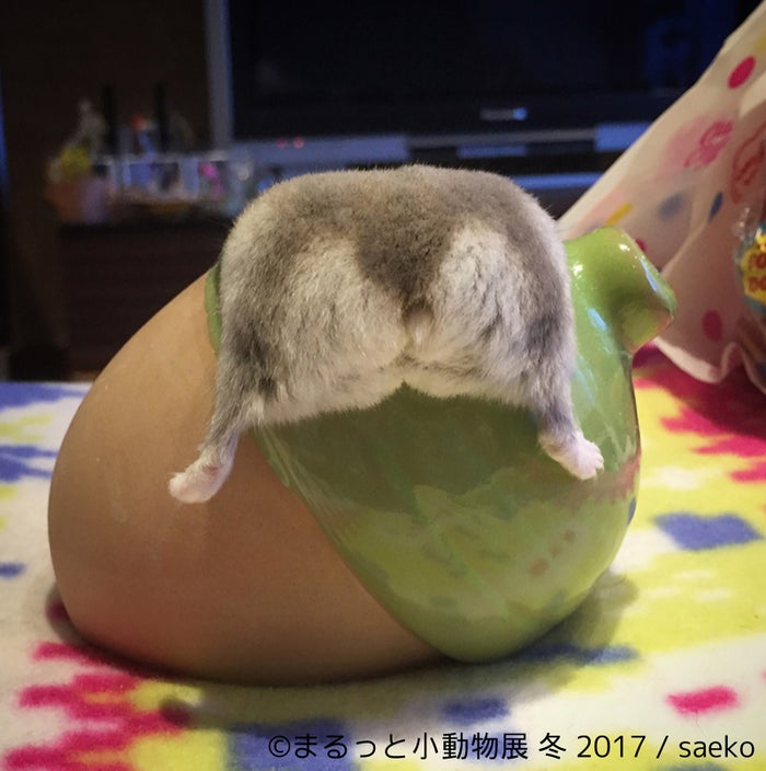 まるっと小動物展 世界中が注目するハリネズミ初登場 小動物が主役の作品350点を展示 女子旅プレス