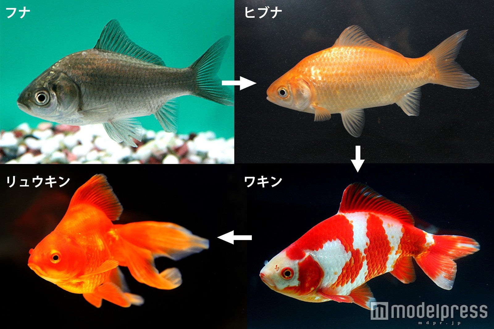 「金魚のヒミツ」イメージ／画像提供：すみだ水族館
