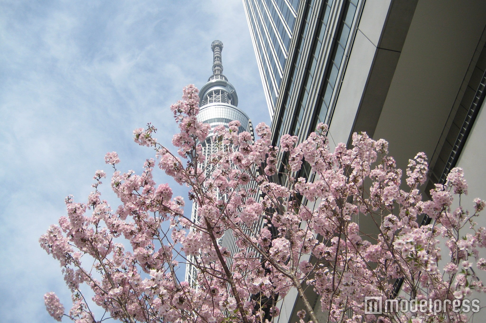 ゴテンバザクラと東京スカイツリー（C）TOKYO-SKYTREETOWN（C）TOKYO-SKYTREE