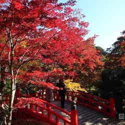 ライトアップも見逃せない「熱海梅園」