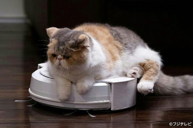 愛猫“ちくわ”「オトナ女子」/画像提供:フジテレビ