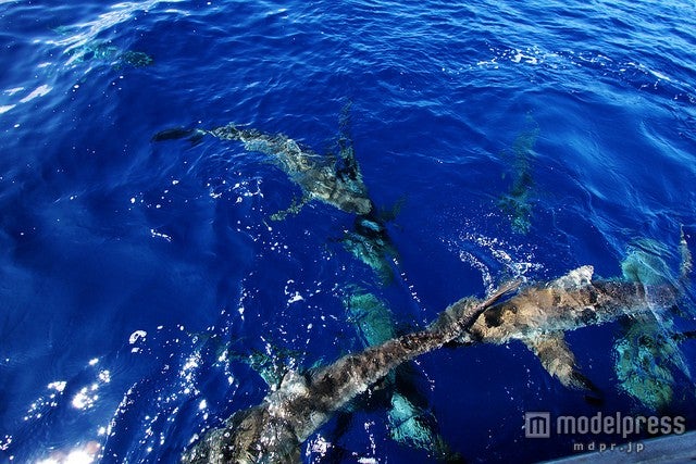 船の上からもサメの姿が確認できる／photo by kalanz