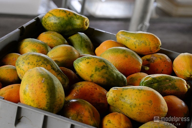 色鮮やかな果物が出荷される