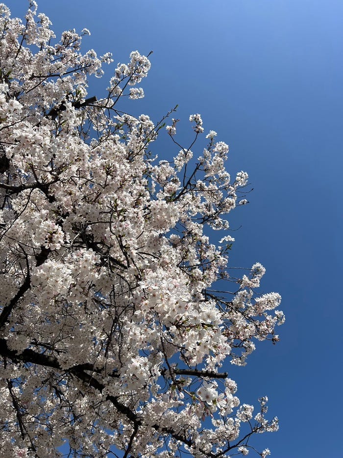 阿野いずみ「新年度、素敵なリフレッシュ時間と自分磨き!」(提供写真)
