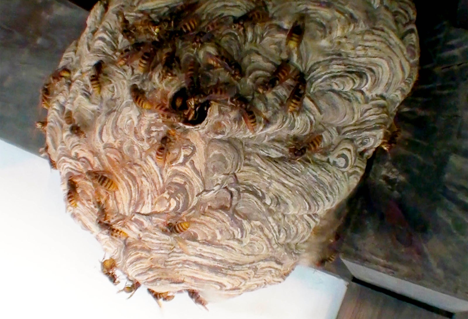 キイロスズメバチ（C）テレビ東京