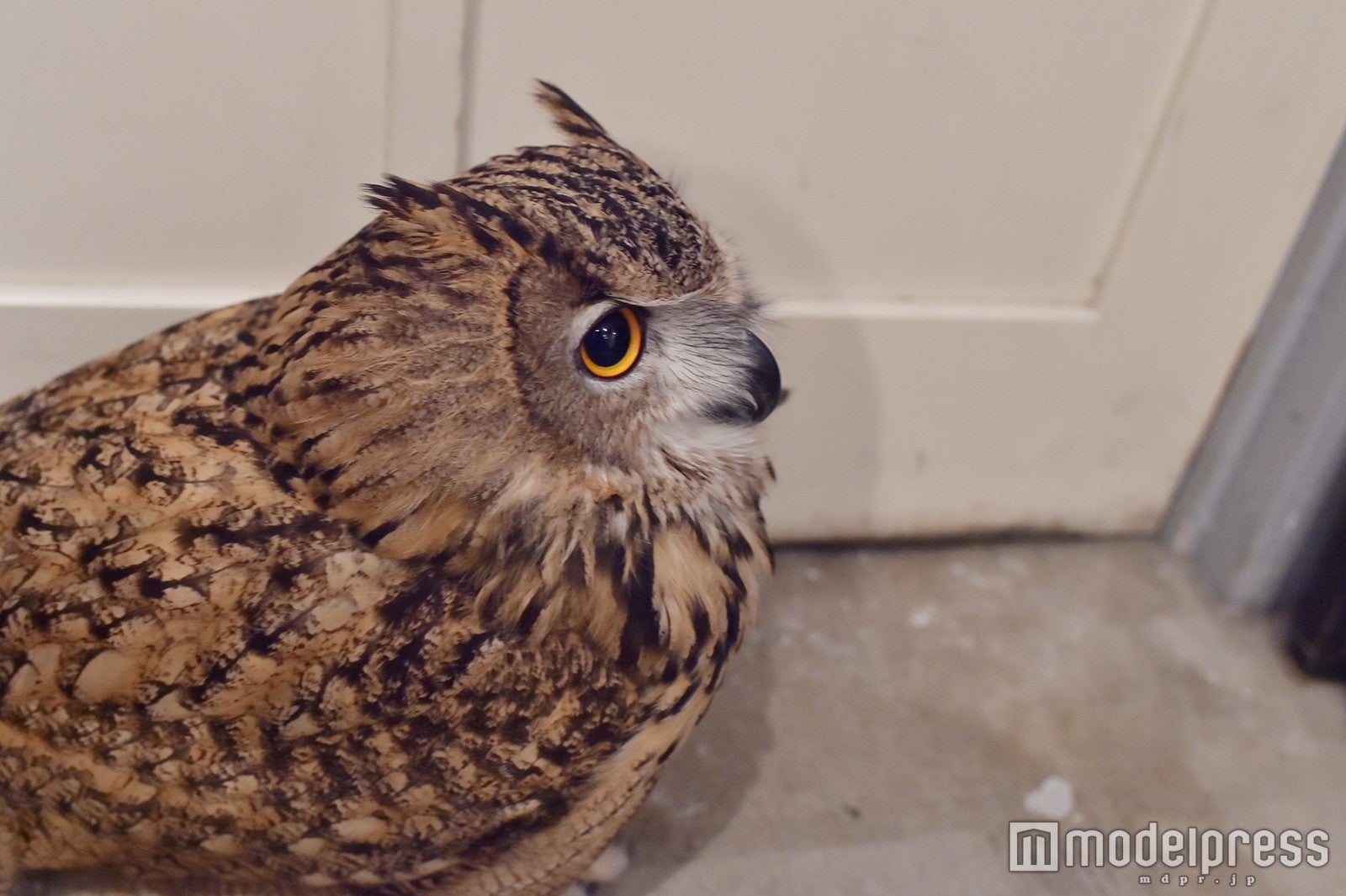トルクメニアンワシミミズクのトルちゃん（C）モデルプレス