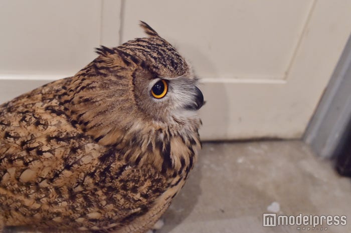 トルクメニアンワシミミズクのトルちゃん(C)モデルプレス